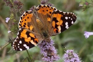 Diken Kelebei (Vanessa cardui)