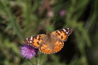 Diken Kelebei (Vanessa cardui)
