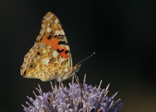 Diken Kelebei (Vanessa cardui)