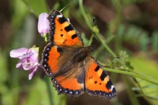 Aglais (Aglais urticae)