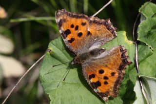 Sar Ayakl Nimfalis (Aglais xanthomelas)