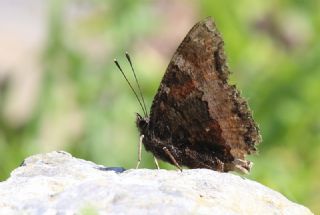 Sar Ayakl Nimfalis (Aglais xanthomelas)