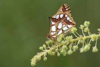 spanyol Kraliesi (Issoria lathonia)