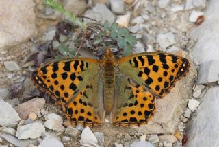 spanyol Kraliesi (Issoria lathonia)