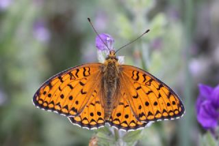 Niyobe (Fabriciana niobe)