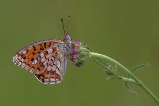 Niyobe (Fabriciana niobe)