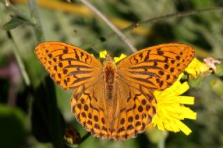 Cengaver (Argynnis paphia)