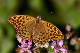 Cengaver (Argynnis paphia)