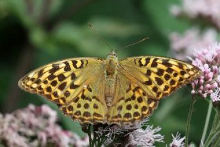 Cengaver (Argynnis paphia)