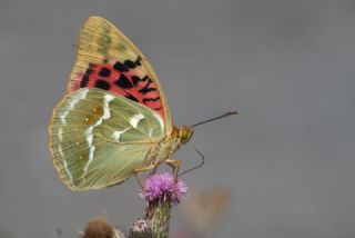 Bahadr (Argynnis pandora)