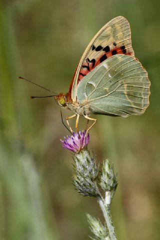 Bahadr (Argynnis pandora)