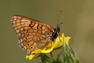 Nazuum (Euphydryas aurinia)