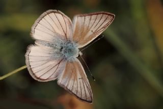 okgzl Anadolu Beyaz (Polyommatus menalcas)