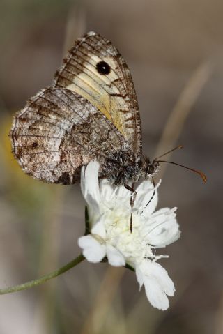 Seyit (Arethusana arethusa)