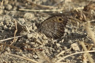 Seyit (Arethusana arethusa)