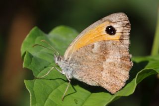 Pironiya (Pyronia tithonus)