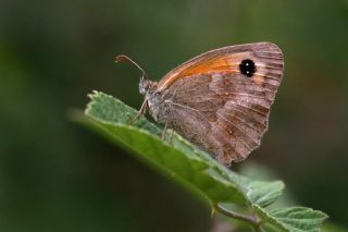 Pironiya (Pyronia tithonus)