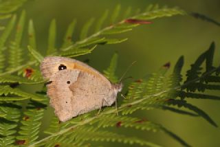 ayr Esmeri (Maniola jurtina)