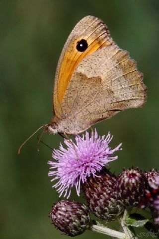 ayr Esmeri (Maniola jurtina)