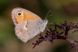 Kk Zpzp Perisi (Coenonympha pamphilus)