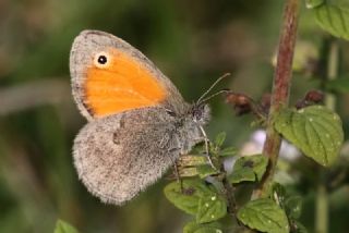 Kk Zpzp Perisi (Coenonympha pamphilus)