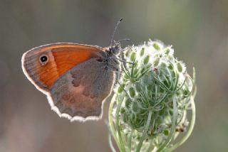 Kk Zpzp Perisi (Coenonympha pamphilus)