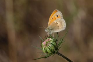 Kk Zpzp Perisi (Coenonympha pamphilus)