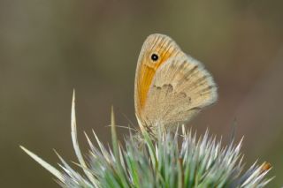 Kk Zpzp Perisi (Coenonympha pamphilus)