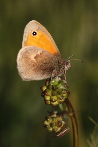 Kk Zpzp Perisi (Coenonympha pamphilus)