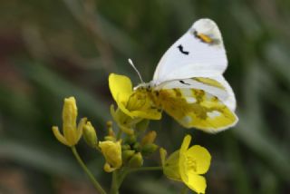 Zegris (Zegris eupheme)