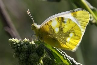 Zegris (Zegris eupheme)