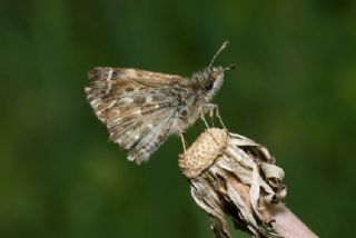 Hatmi Zpzp (Carcharodus alceae)