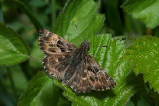 Hatmi Zpzp (Carcharodus alceae)