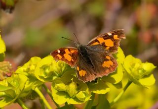 �itlembik Kelebe�i&nbsp;(Libythea&nbsp;celtis)