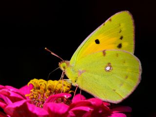 Sar Azamet (Colias croceus)