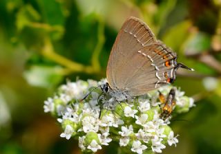 Byk Sevbeni (Satyrium ilicis)