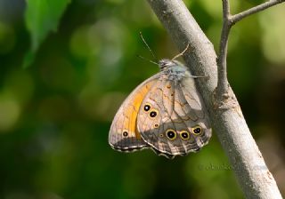 Aa Esmeri (Kirinia roxelana)