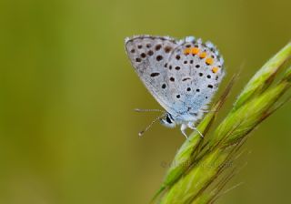 Himalaya Mavisi (Pseudophilotes vicrama)