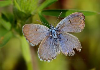 Himalaya Mavisi (Pseudophilotes vicrama)