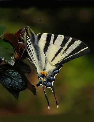 Erik Krlangkuyruk (Iphiclides podalirius)