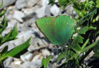 Zmrt (Callophrys rubi)