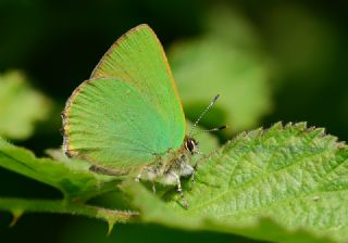 Zmrt (Callophrys rubi)