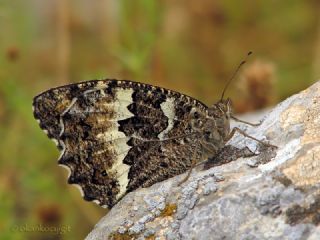 Kara Murat (Brintesia  circe)