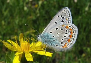 okgzl Meneke Mavisi (Polyommatus thersites)