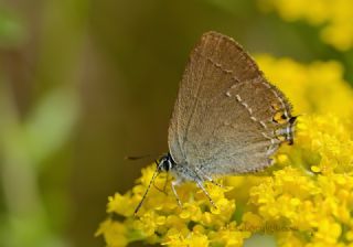 Minik Sevbeni (Satyrium acaciae)