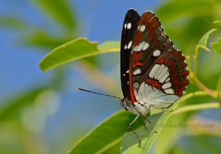 Akdeniz Hanmeli Kelebei (Limenitis reducta)