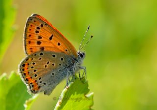 Kk Ate Gzeli (Lycaena thersamon)