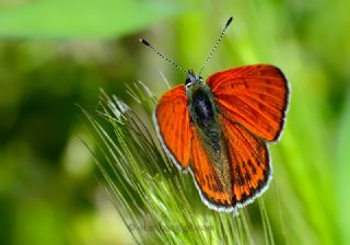 Kk Ate Gzeli (Lycaena thersamon)
