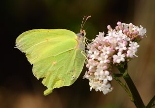 Orakkanat (Gonepteryx rhamni)