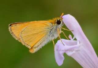 Sar Antenli Zpzp (Thymelicus sylvestris)